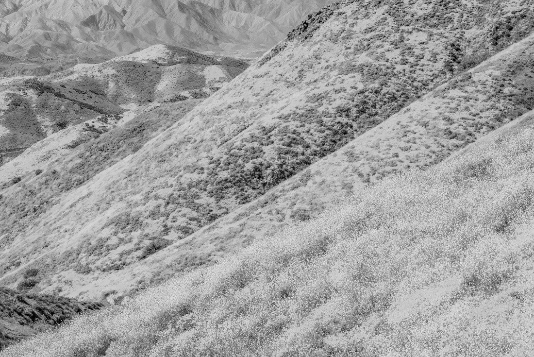 Noah Jigsaw Puzzle Yellow mustard and California poppies bring brilliant color to the hills of Riverside County, California in black white 2000 pieces