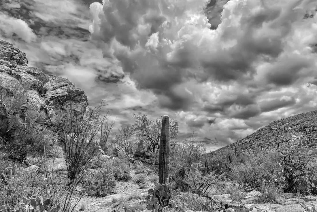 Noah Jigsaw Puzzle desert landscape in Saguaro National Park in black white 2000 pieces