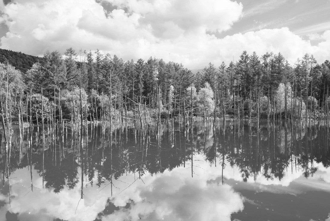 Beautiful early fall view of Shirogane blue pond or Aoike in Biei city in Hokkaido, Japan 2000pc PuzzleBlack and White