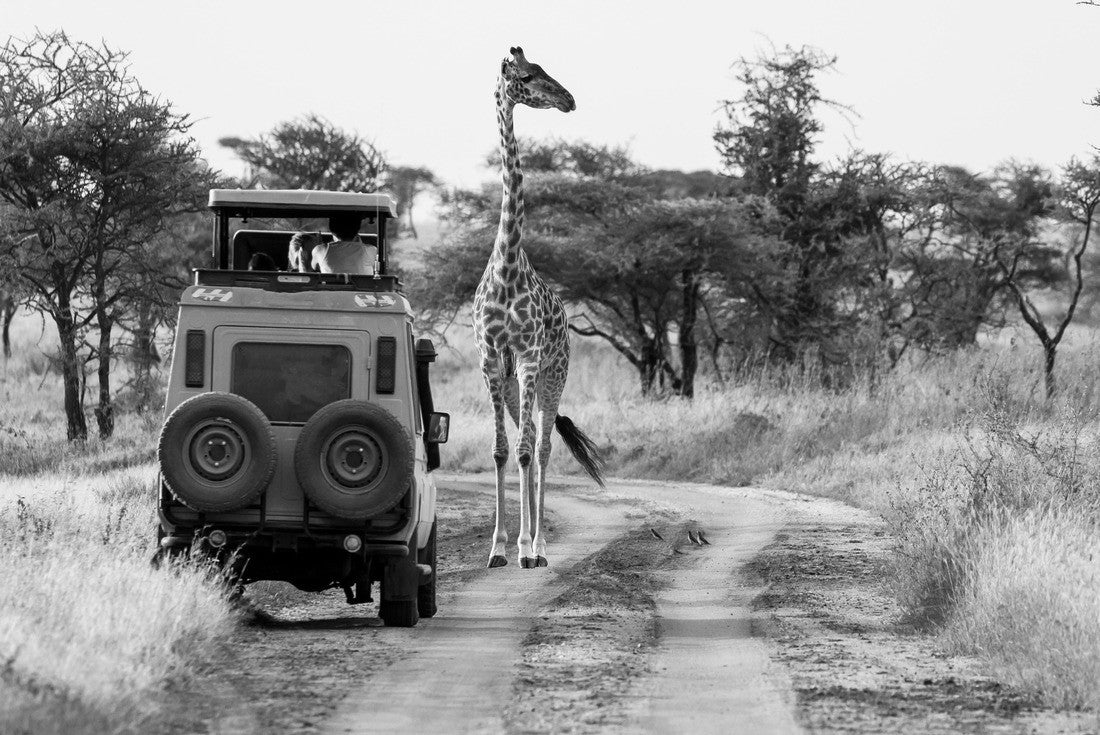 Giraffe with trees in the background at sunset, Serengeti National Park, Tanzania 2000pc PuzzleBlack and White