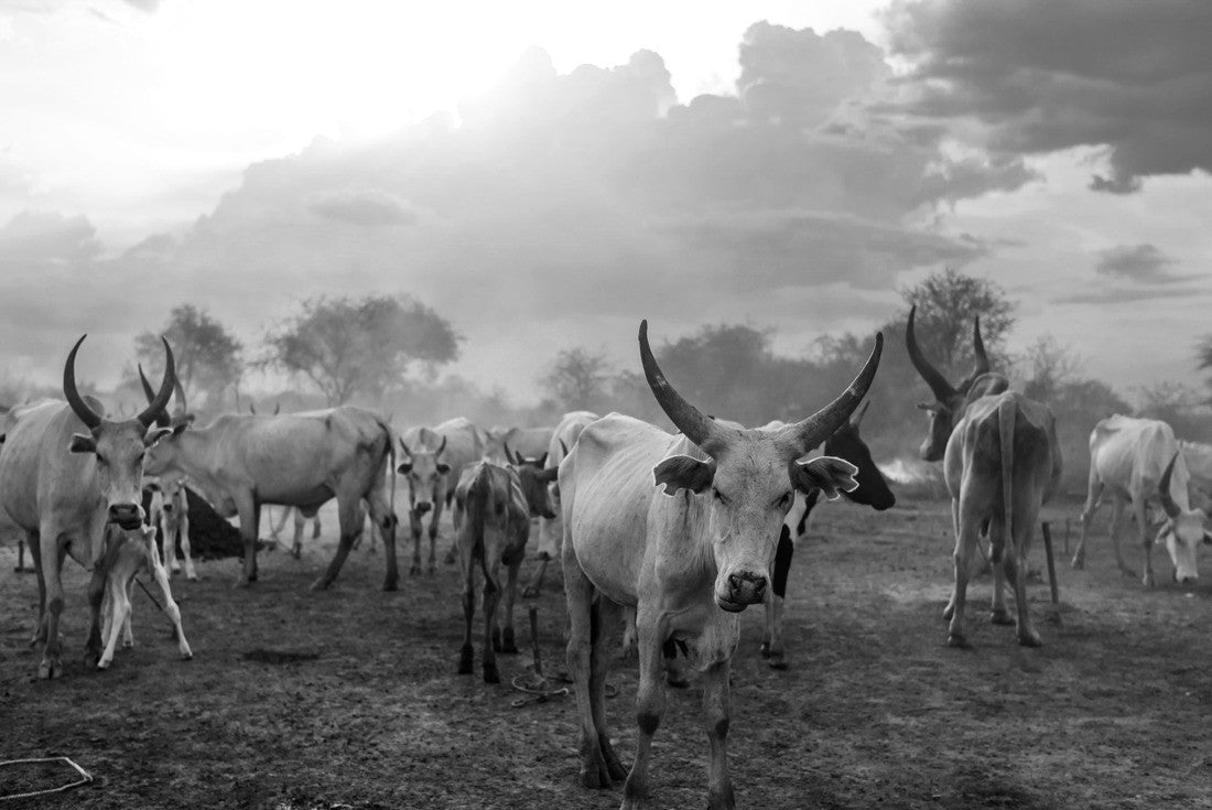 Noah Jigsaw Puzzle Herd of white Ankole Watusi cows grazing on the tribal pasture of Mundari, against cloudy sunset sky in South Sudan, Africa in black white 2000 pieces