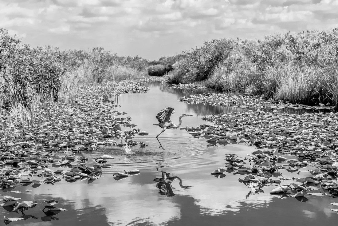 Noah Jigsaw Puzzle Bird flying over the swamp in Everglades national park in Florida in black white 2000 pieces