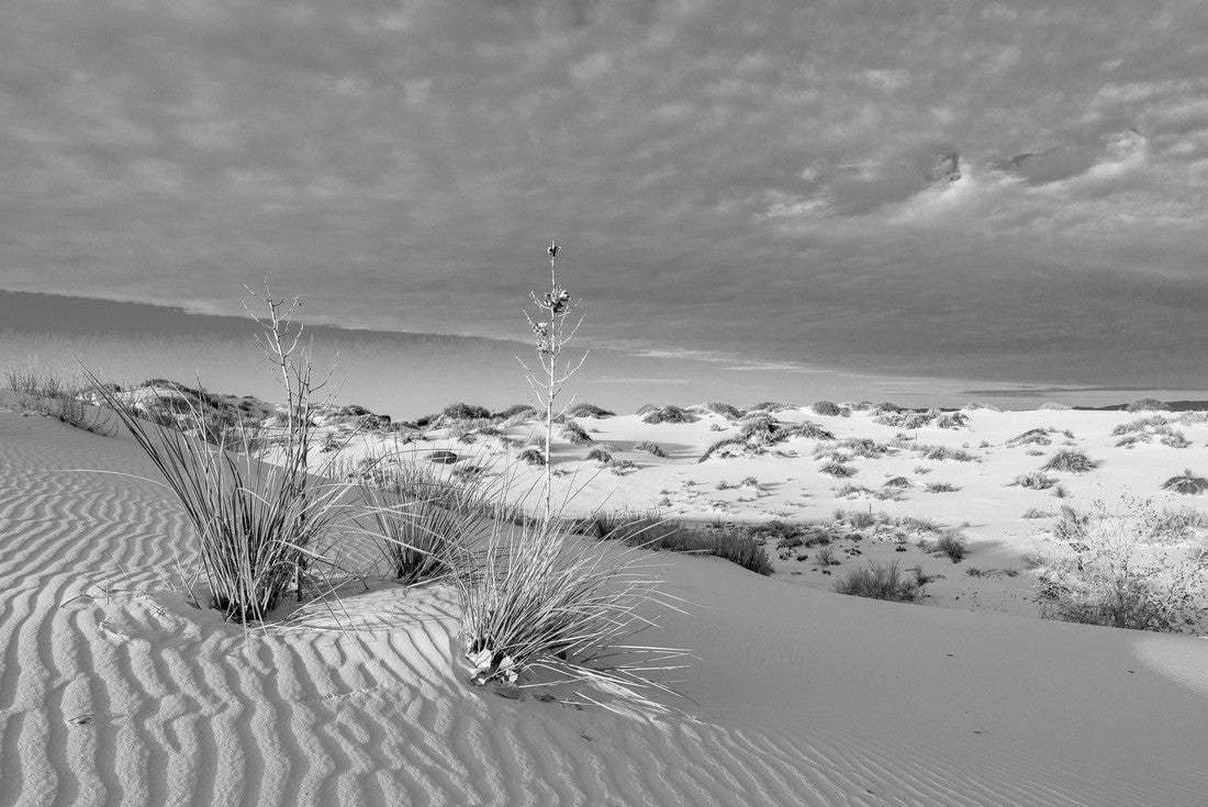 Noah Jigsaw Puzzle Sunset in White Sands National Park in black white 2000 pieces