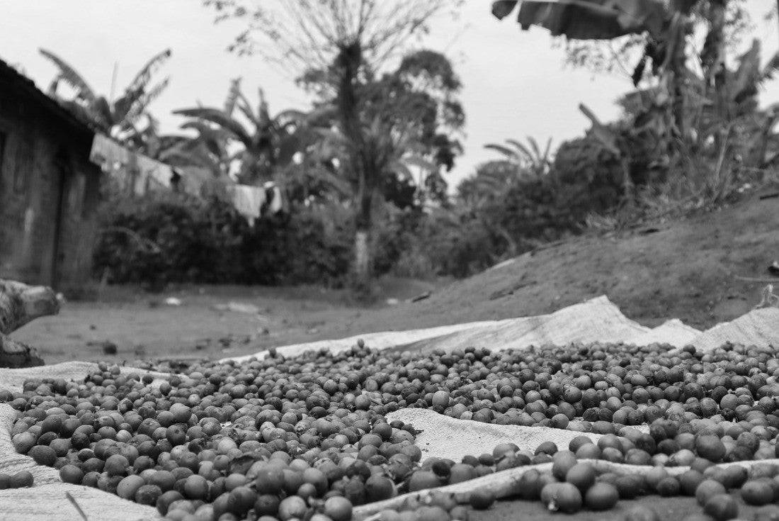 Noah Jigsaw Puzzle Coffee beans in African village, Uganda in black white 2000 pieces