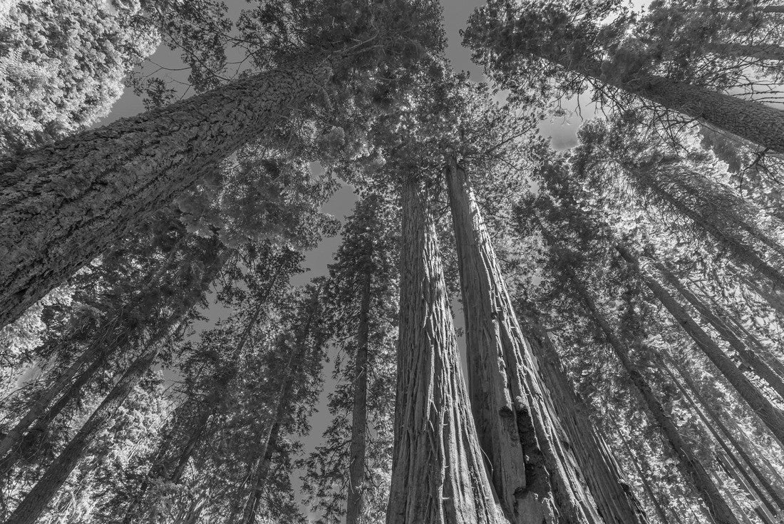 Sequoia National Park 360 degrees in the Sierra Nevada in California, United States of America. Sequoia NP is famous for its large amount of largest sequoia trees in the world 2000pc PuzzleBlack and White