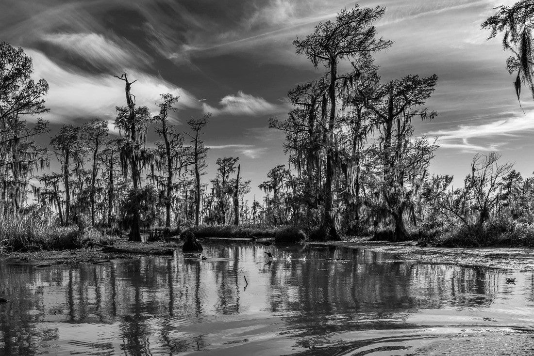 Louisiana swamp near New Orleans 2000pc PuzzleBlack and White