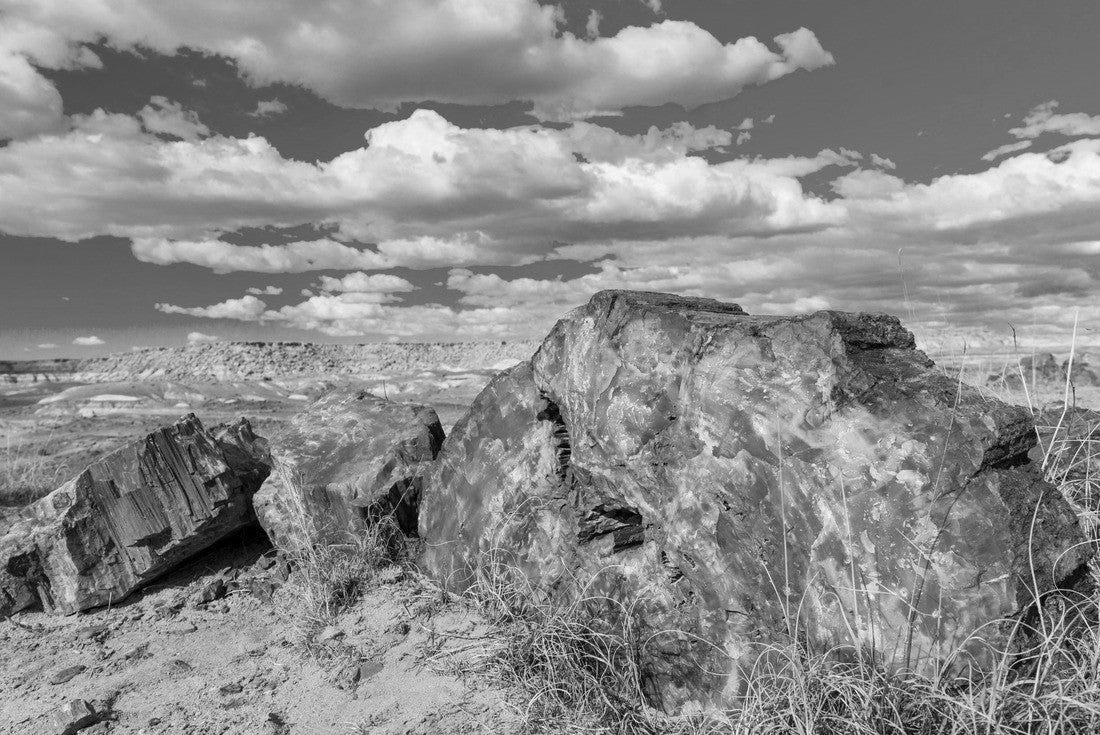 Noah Jigsaw Puzzle Petrified wood at the badlands of the Petrified Forest National Park in Arizona state of the United States of America, North America in black white 2000 pieces