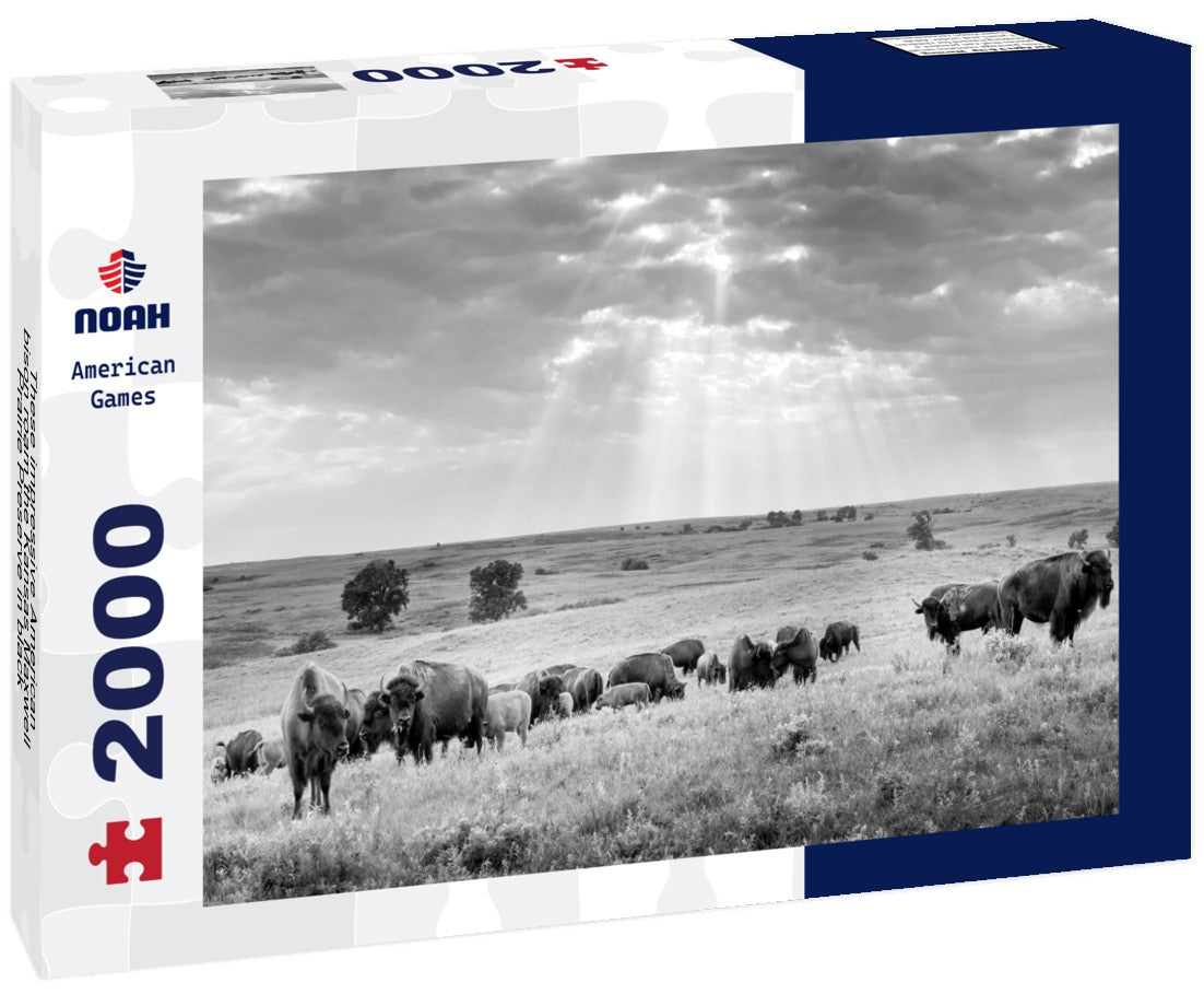 These impressive American bison roam the Kansas Maxwell Prairie Preserve 2000pc PuzzleBlack and White