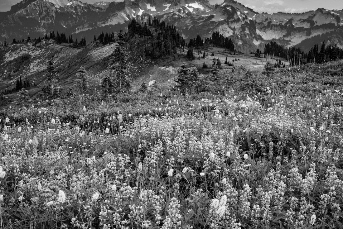 Noah Jigsaw Puzzle USA, Washington State, Mount Rainier National Park. Wildflowers carpet the edge of Paradise hiking trail in black white 2000 pieces