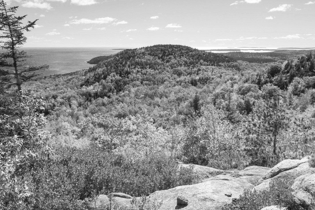 Autumn leaves in Acadia National Park, Maine, USA 2000pc PuzzleBlack and White