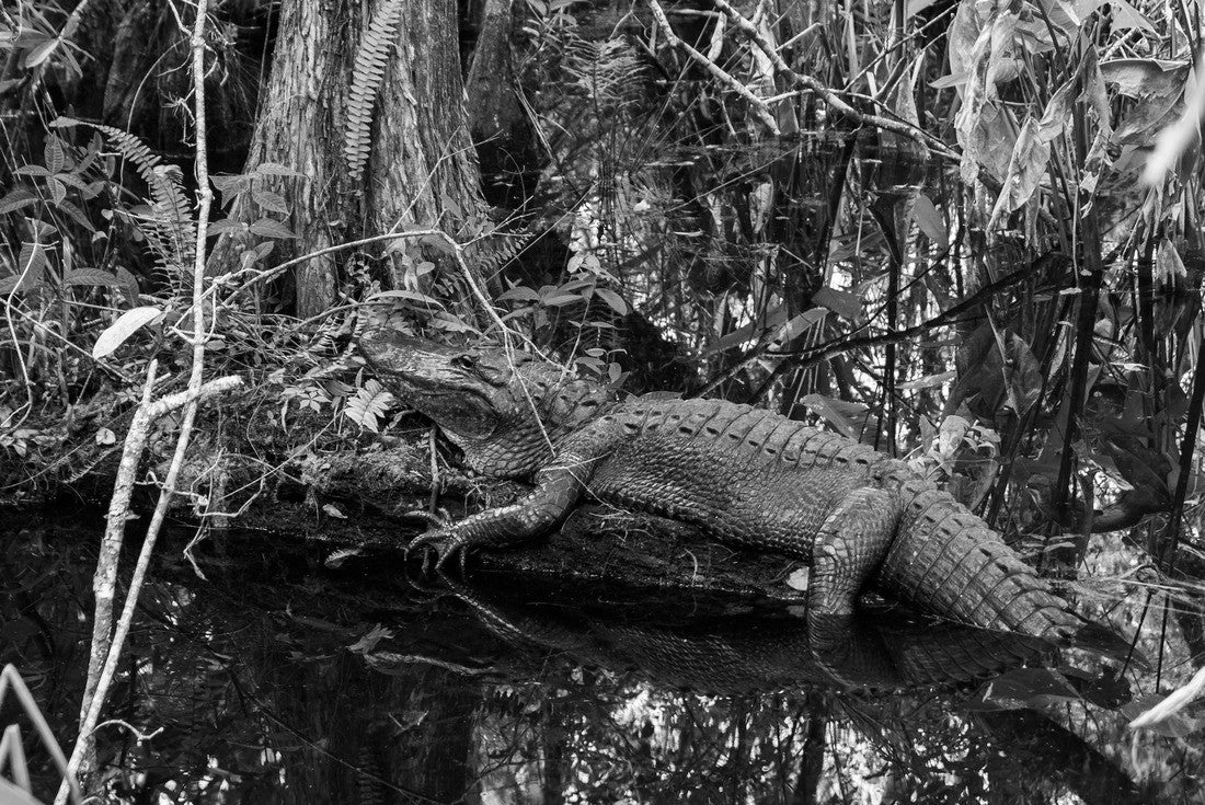 Noah Jigsaw Puzzle Alligator at Everglades National Park, Florida in black white 2000 pieces