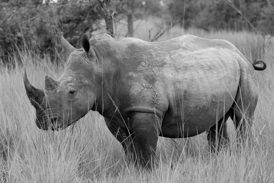 Noah Jigsaw Puzzle White Rhino (Ceratotherium simum). Rhino walking in Ziwa Rhino Sanctuary, Uganda in black white 2000 pieces