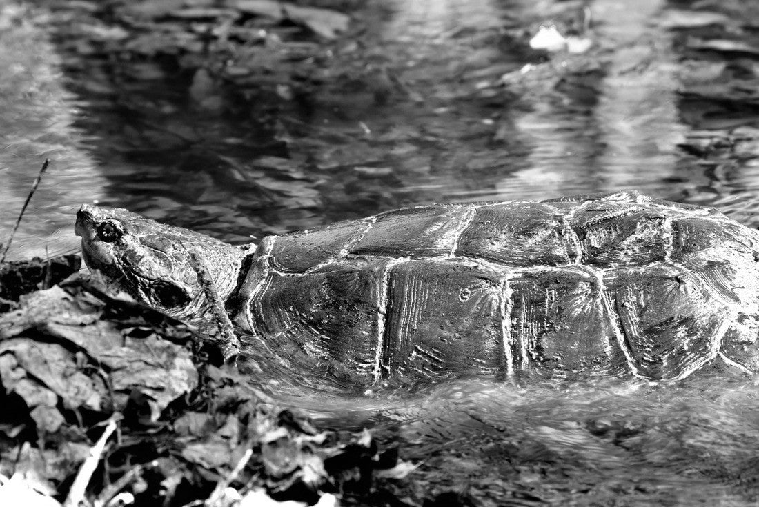 A large common snapping turtle makes his way through a shallow amber stream and leaves at Big Thicket National Preserve in Kountze, Texas 2000pc PuzzleBlack and White