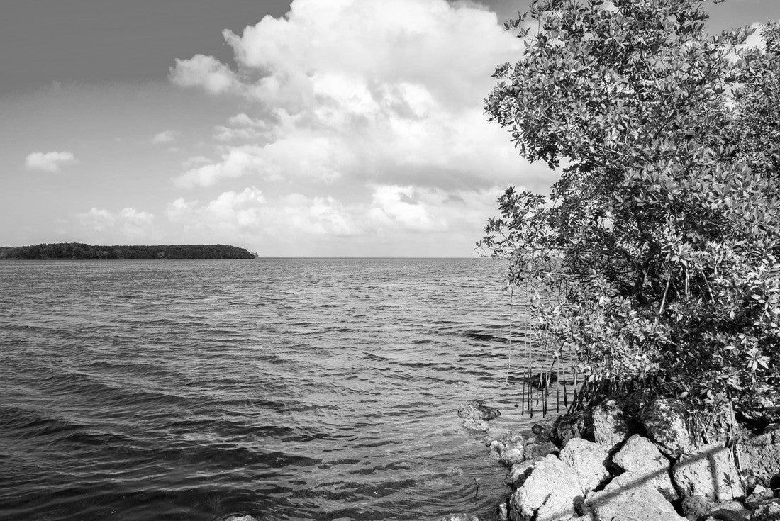 Beautiful Biscayne National Park vista from Black Creek Trail 2000pc PuzzleBlack and White
