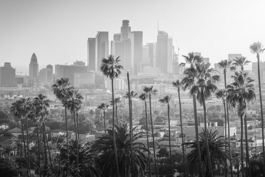 Noah Jigsaw Puzzle Beautiful sunset of Los Angeles skyline in the city center and palm trees in the foreground in black white 2000 pieces