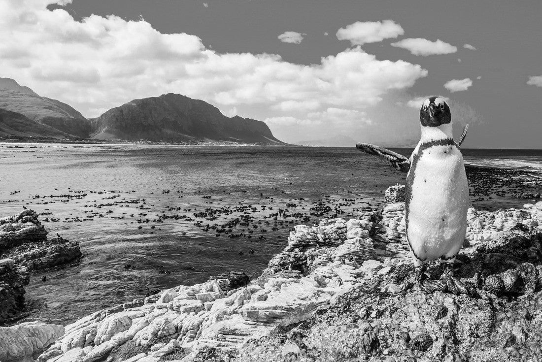 Noah Jigsaw Puzzle Fanny African penguin on the beach. Boulders Penguin Colony National Park, South Africa in black white 2000 pieces