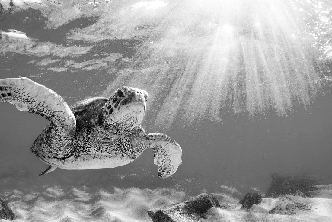 Noah Jigsaw Puzzle endangered Hawaiian turtle cruise in the warm waters of the Pacific Ocean in Hawaii in black white 2000 pieces