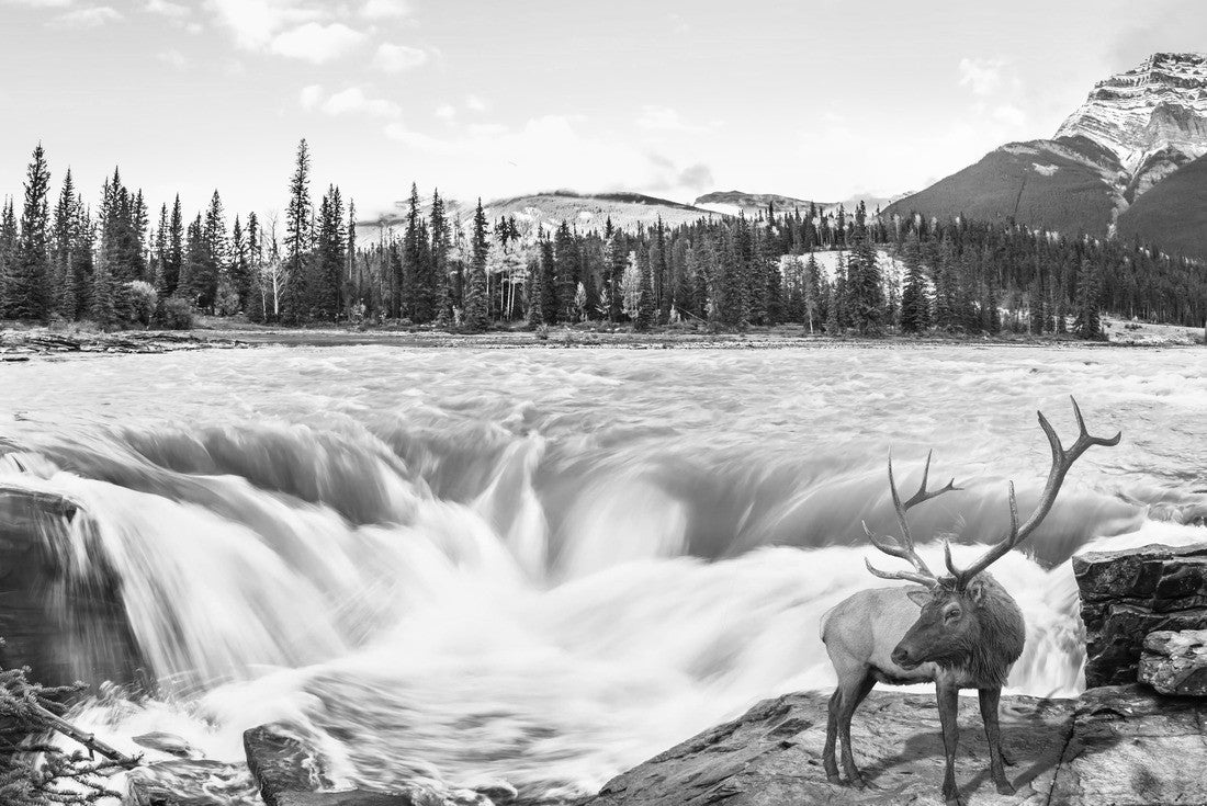 Noah Jigsaw Puzzle The waters of a melting mountain glacier feed the spiritual waterfall of Athabasca. The red deer at the waterfall in black white 2000 pieces