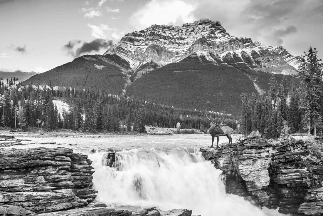 Noah Jigsaw Puzzle The waters of a melting mountain glacier feed the spiritual Athabasca waterfall. Red stag at waterfall. Jasper Park, Canada in black white 2000 pieces