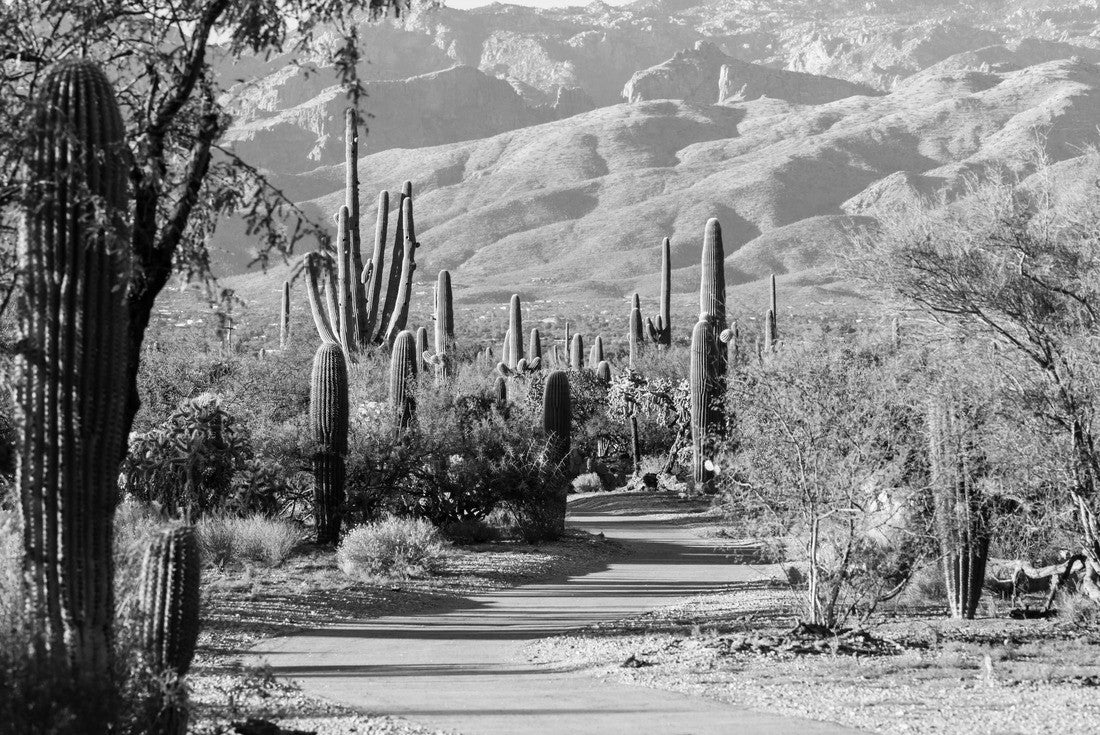 Saguaro National Park 2000pc PuzzleBlack and White