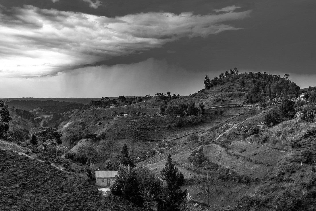 Noah Jigsaw Puzzle Sunset over tea-growing hills near Bwindi and Queen Elizabeth National Park, Uganda, Central Africa in black white 2000 pieces