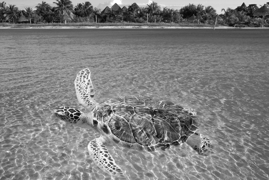 Holbox Island turtle in Quintana Roo in Mexico 2000pc PuzzleBlack and White