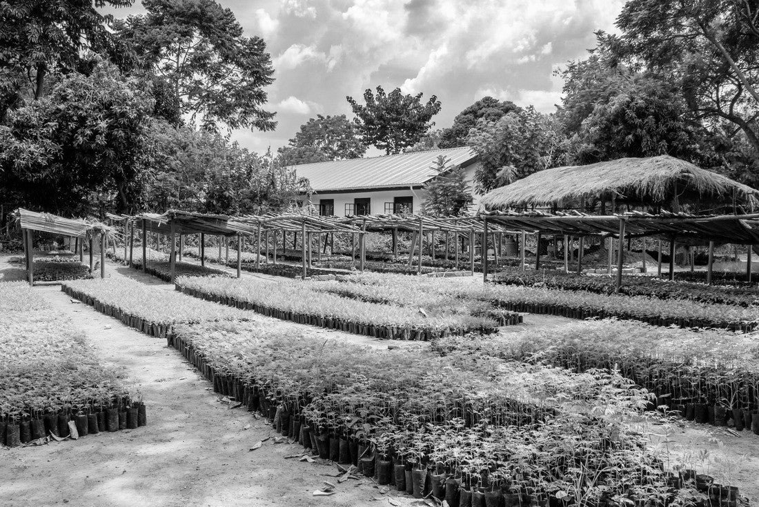 Noah Jigsaw Puzzle Tree planting Uganda, this is a plantation where many seedlings are grown with wooden racks to protect them against rain and sun in black white 2000 pieces