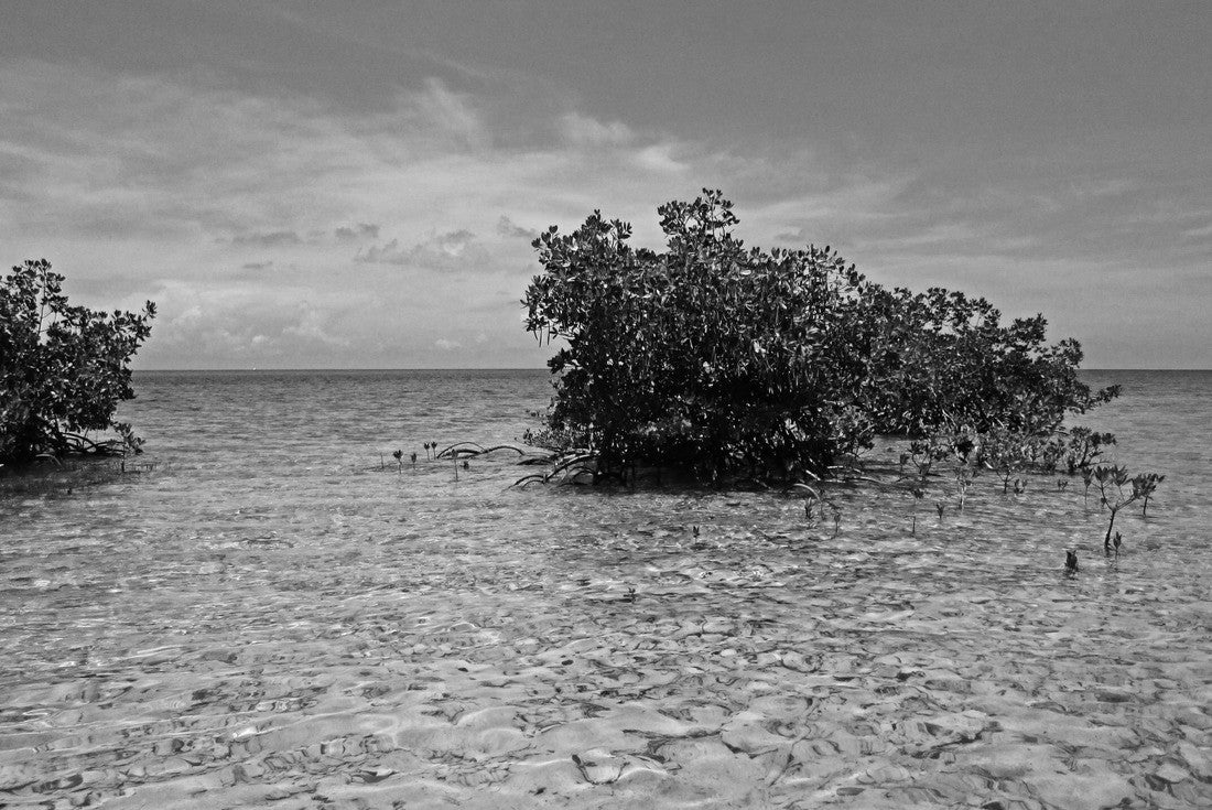 Noah Jigsaw Puzzle View of Biscayne Bay and Mangroves from Boca Chita Key, Biscayne National Park, Florida, USA in black white 2000 pieces