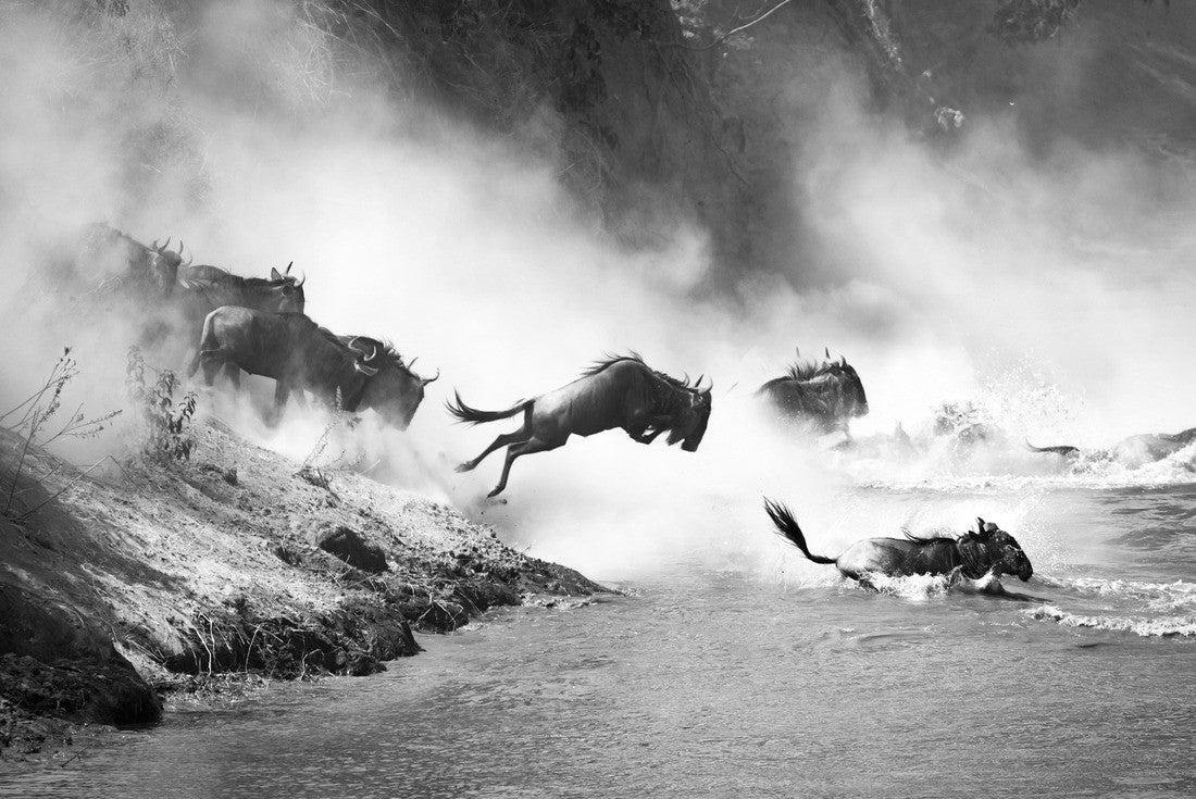 Noah Jigsaw Puzzle Wildebeest crossing the Mara River during the annual great migration. Every year, millions of animals make the dangerous crossing between Tanzania and the Masai Mara in Kenya in black white 2000 pieces