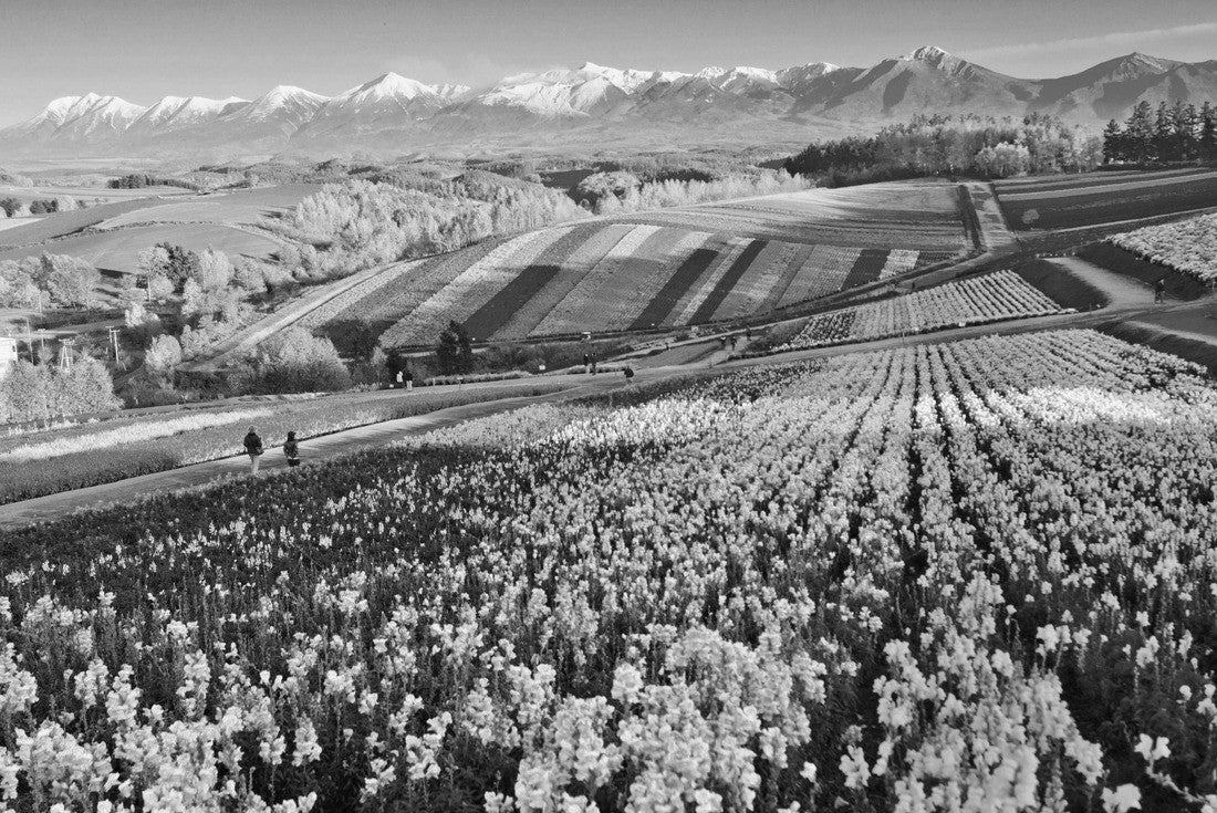 Flower gardens Shikisai hill in Biei, Hokkaido, Japan 2000pc PuzzleBlack and White