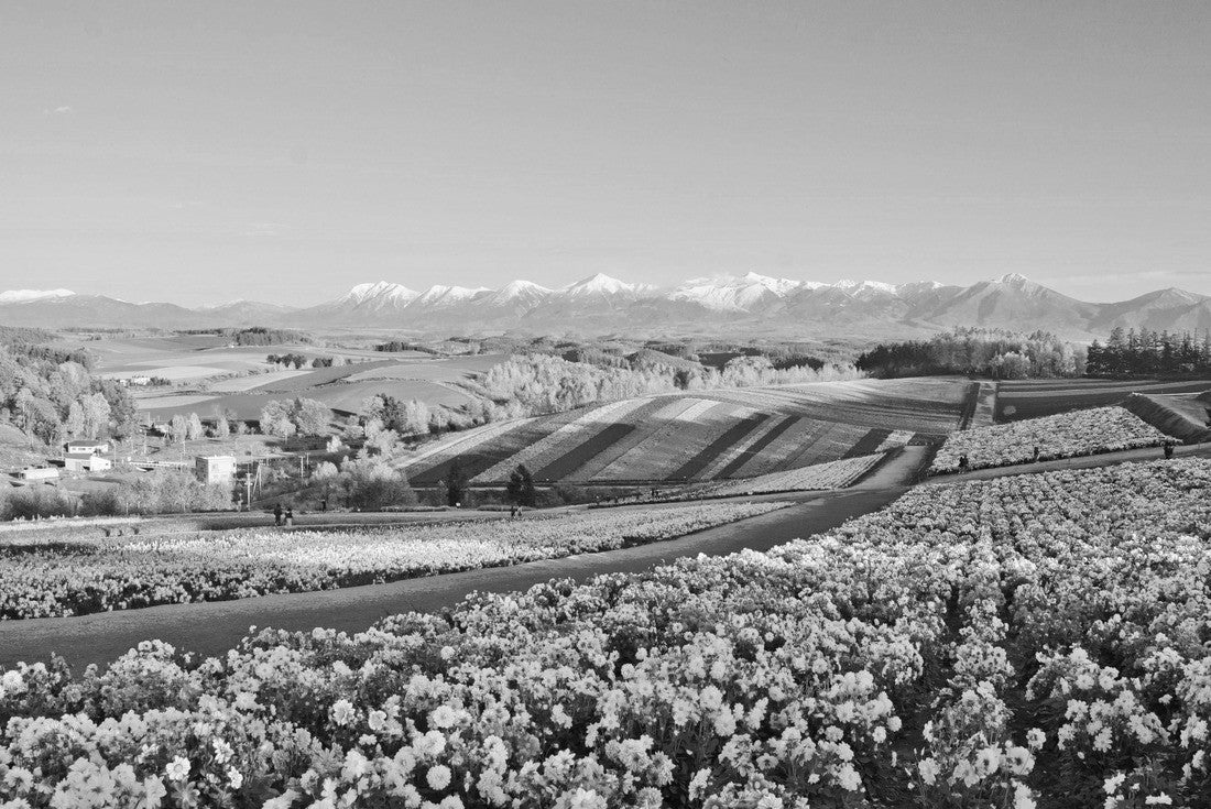 Flower gardens Shikisai hill in Biei, Hokkaido, Japan 2000pc PuzzleBlack and White