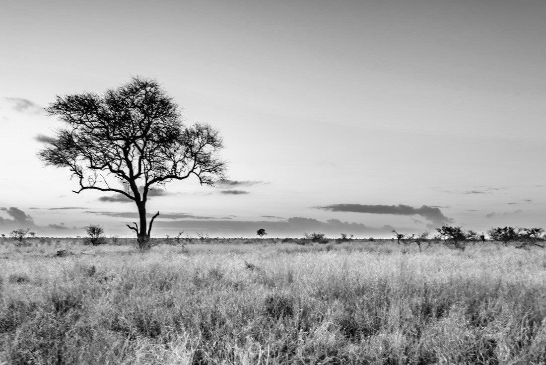 Sunrise over savannah and grass plains in the central Kruger National Park in South Africa 2000pc PuzzleBlack and White