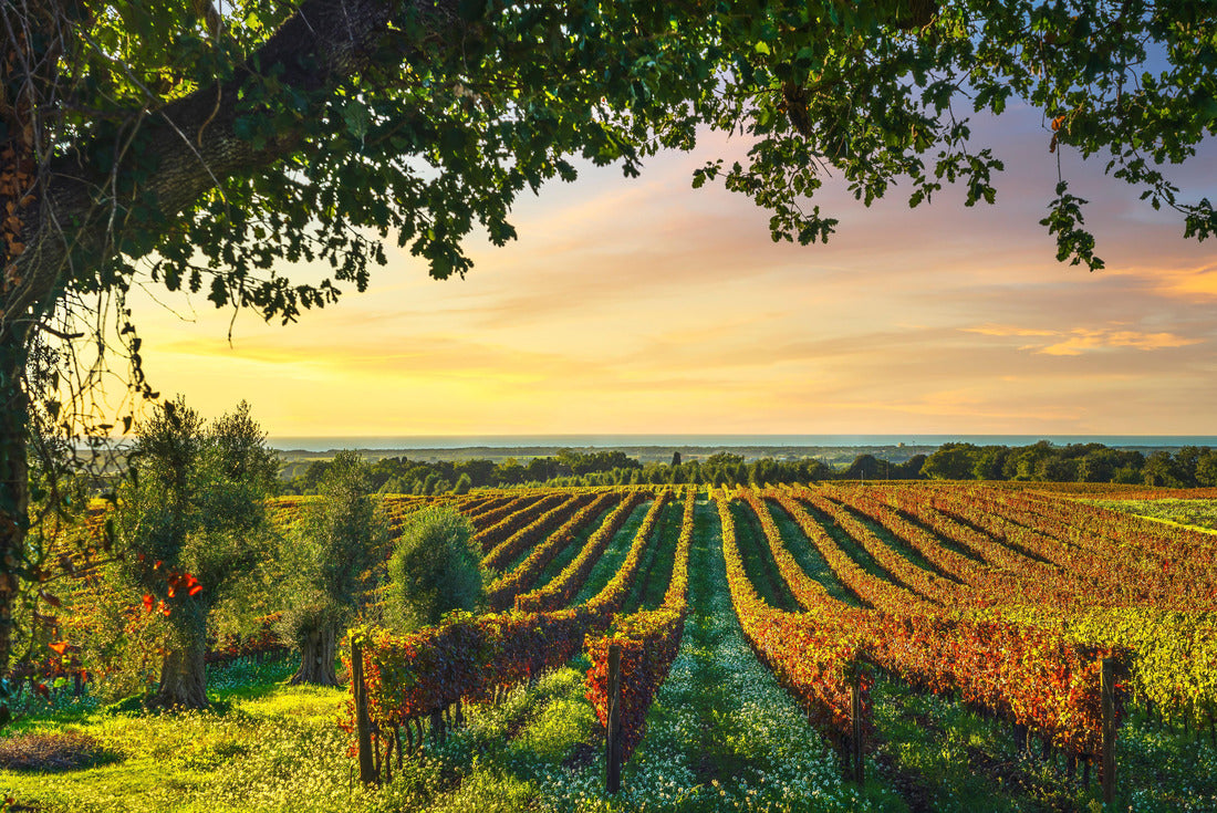 Noah Jigsaw Puzzle Vineyard Bolgheri, olive trees and flowers at sunset. Tree as a frame, autumn season. Landscape in Maremma, Tuscany, Italy 2000 pieces