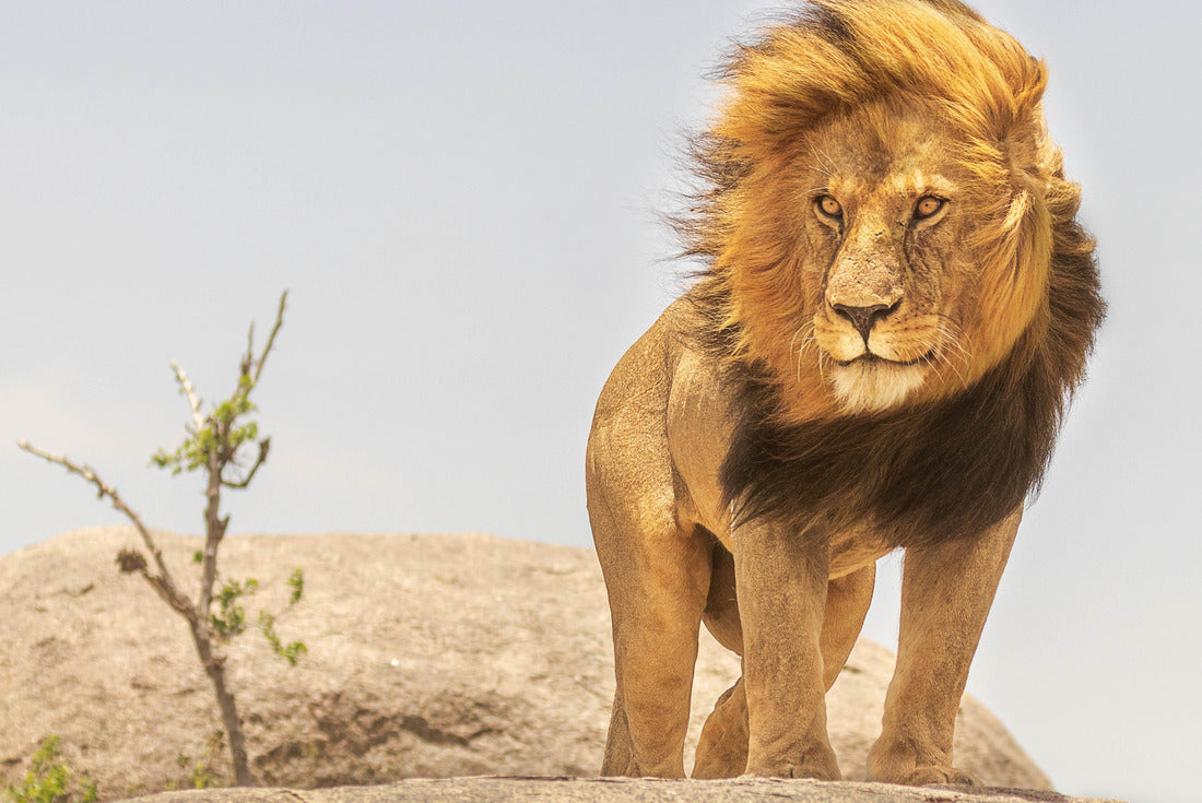 Noah Jigsaw Puzzle Lion King of African jungle, Tanzania 2000 pieces