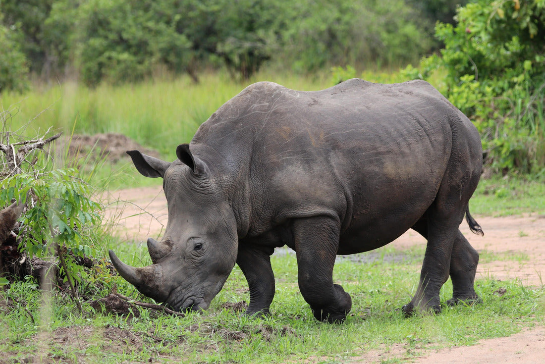 Southern White Rhino (Ceratotherium simum simum) - Ziwa Rhino Sanctuary, Uganda, Africa 2000pc Puzzle