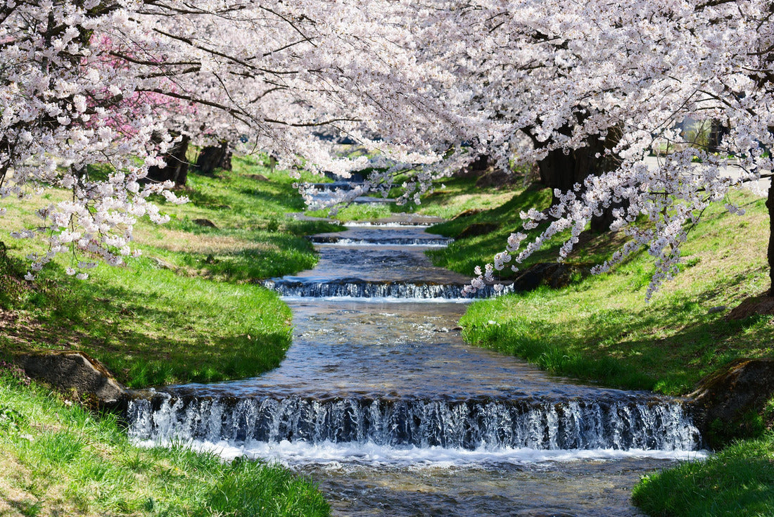Japanese Springtime.The row of cherry trees along the Kannonjigawa River. Inawashiro, Fukushima, Japan 2000pc Puzzle