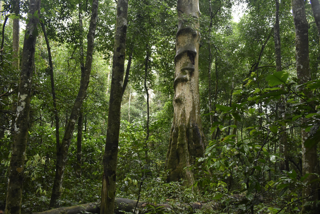 Noah Jigsaw Puzzle Green landscape of tropical Uganda 2000 pieces