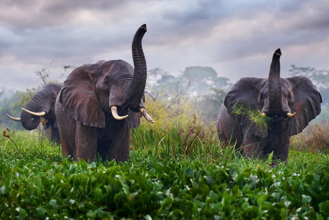 Elephant in the rain, Victoria Nile Delta. Elephant in Murchison Falls NP, Uganda 2000pc Puzzle
