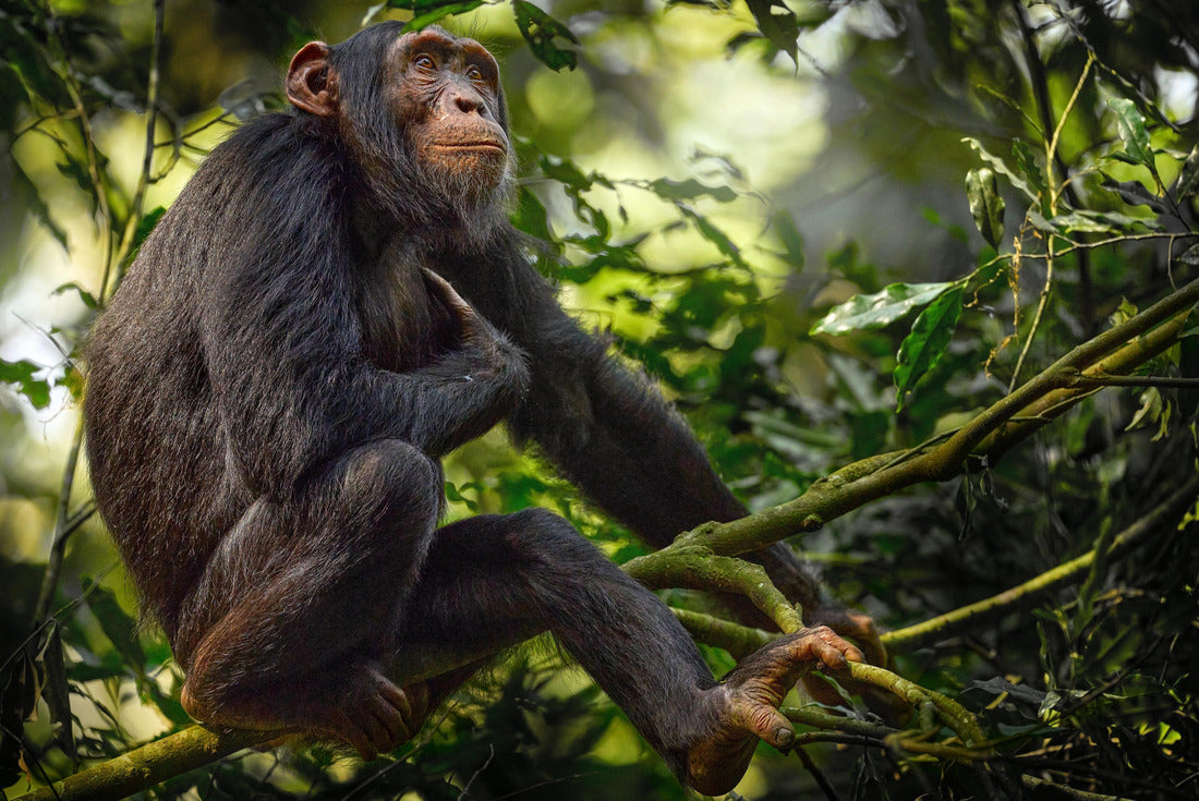 Chimpanzee, Pan troglodytes, at the tree in Kibale National Park, Uganda, dark forest. Black ape in nature, Uganda in Africa 2000pc Puzzle