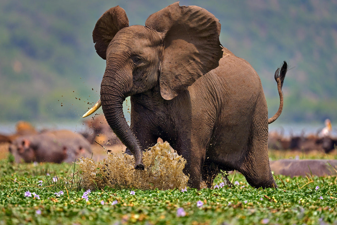 Noah Jigsaw Puzzle Elephant in the Kazinga Channel Queen Elizabeth NP in Uganda 2000 pieces