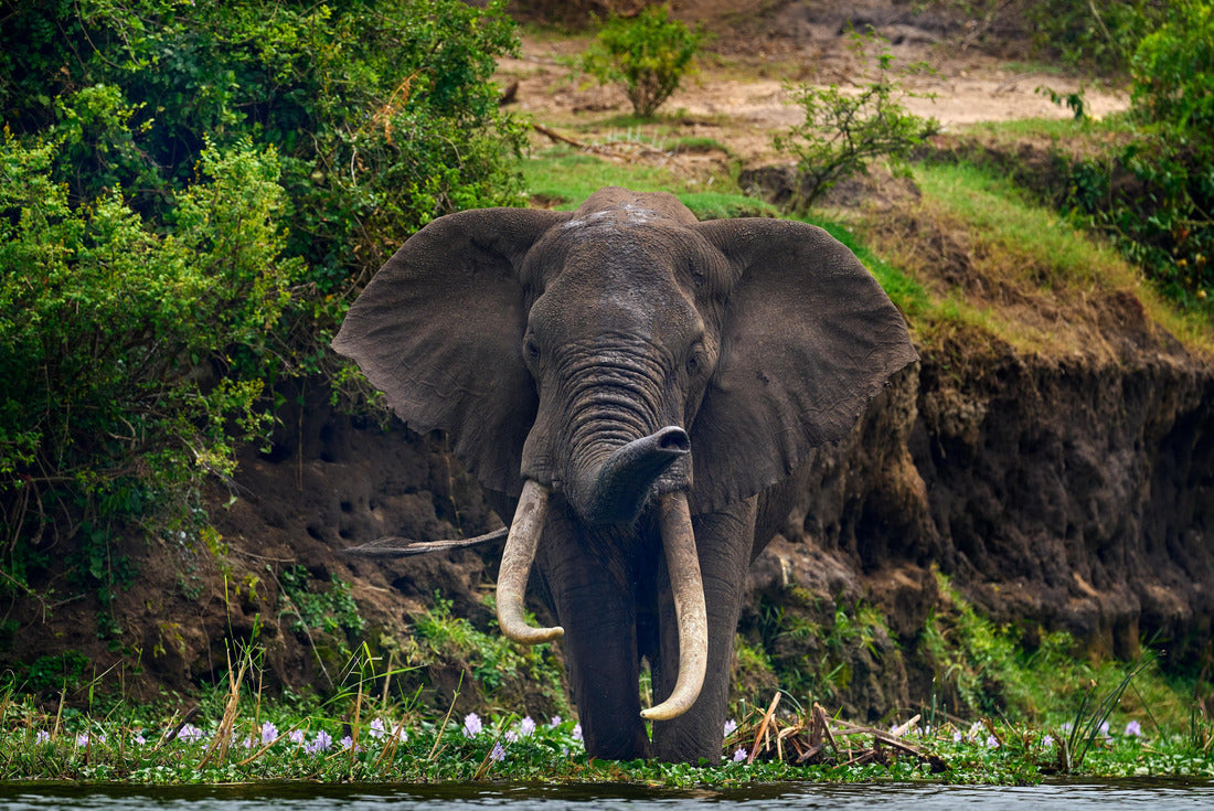 Elegant watercourse in nature. Uganda wildlife, Africa. Elephant in the rain. Elephant in Murchison Falls NP, Uganda. Large mammal in green grass, forest vegetation in background 2000pc Puzzle