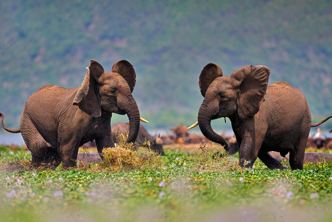 Noah Jigsaw Puzzle Elephants fight, young men, in the Kazinga Channel Queen Elizabeth NP in Uganda. Young men in the water with pink hyacinth blooming, wild nature. Wildlife Uganda. Elephant behavior 2000 pieces