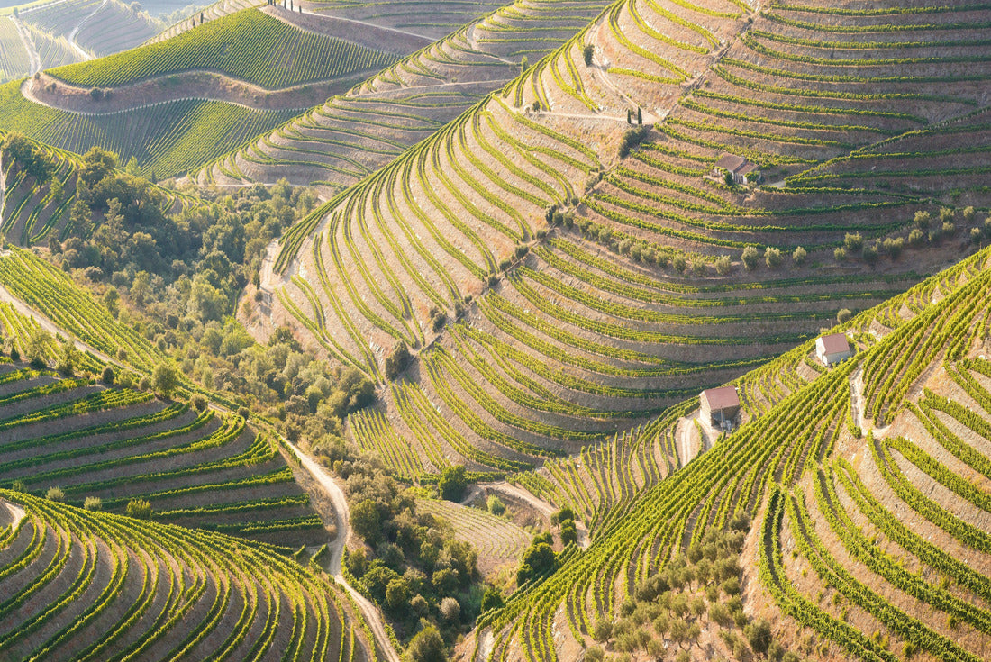 Beautiful vineyards in the Valley of the River Douro, Portugal, Portugal. Portuguese port wine. Terrace fields 2000pc Puzzle