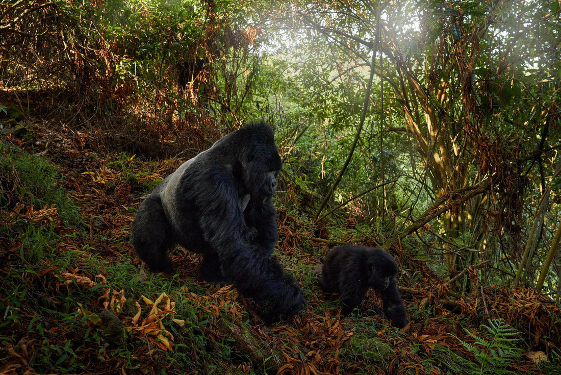 Mountain gorilla with a small baby - wildlife. Mountain gorilla, Mgahinga National Park in Uganda 2000pc Puzzle