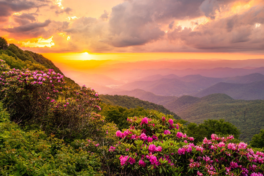 The Great Craggy Mountains along the Blue Ridge Parkway in North Carolina, USA with Catawba Rhododendron during a spring season sunset 2000pc Puzzle