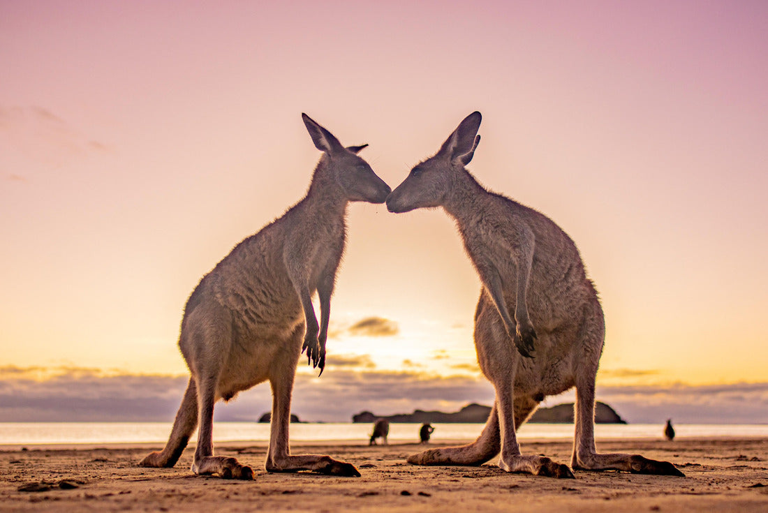 Kangaroo Love Sunrise Beach Australia 2000pc Puzzle