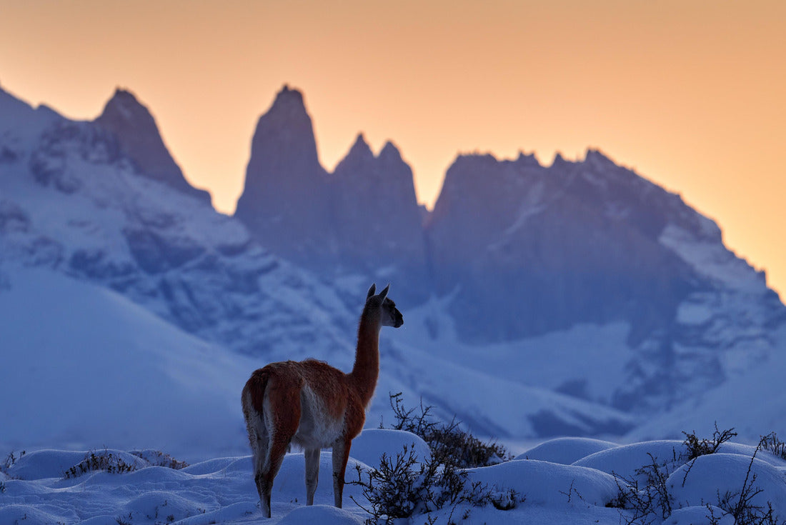 Noah Jigsaw Puzzle Guanaco in Chile, Torres del Paine NP in Patagonia. Winter with snow in South America. Llama guanaco (Lama guanicoe) in its natural habitat, rocky hills in the mountains. Sunset with snow in Patagonia 2000 pieces
