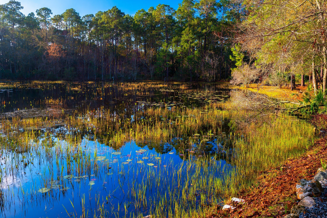 St. Marks National Wildlife Refuge at sunrise. It covers 68,000 hectares, divided between Wakulla, Jefferson and Taylor counties in the state of Florida 2000pc Puzzle