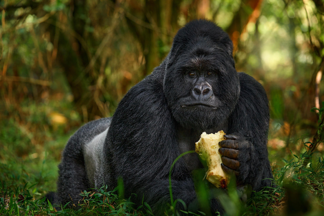 Uganda mountain gorilla with food 2000pc Puzzle