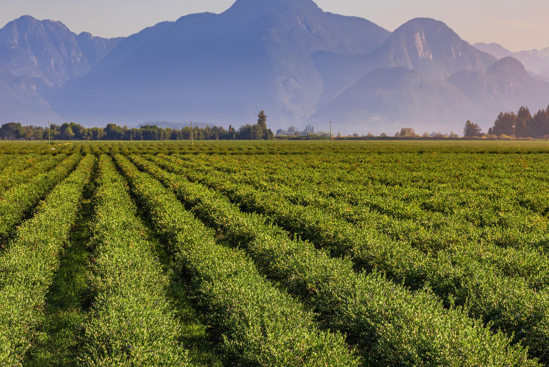 Noah Jigsaw Puzzle Blueberry field and mountains in the distance in British Columbia, blueberries ready for harvest. Blueberry farm in Vancouver 2000 pieces